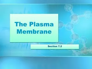 the plasma membrane