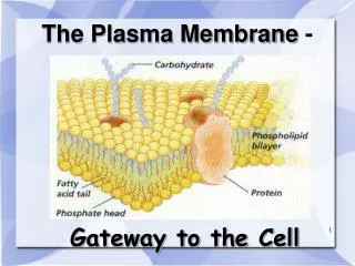 The Plasma Membrane -