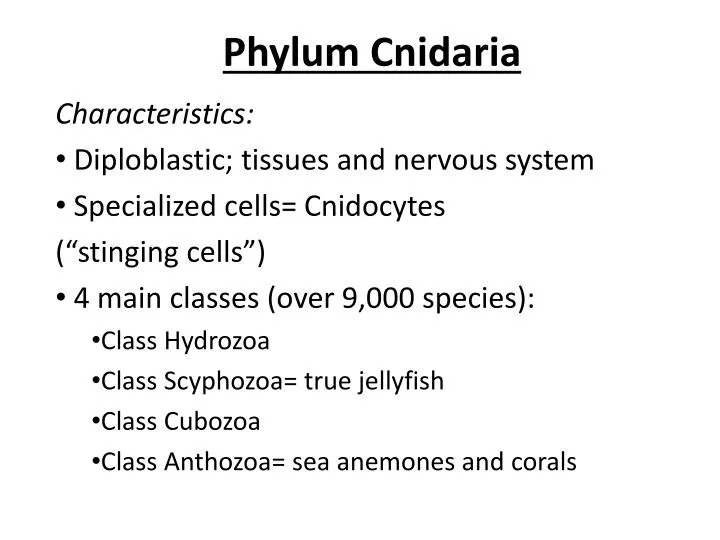 phylum cnidaria