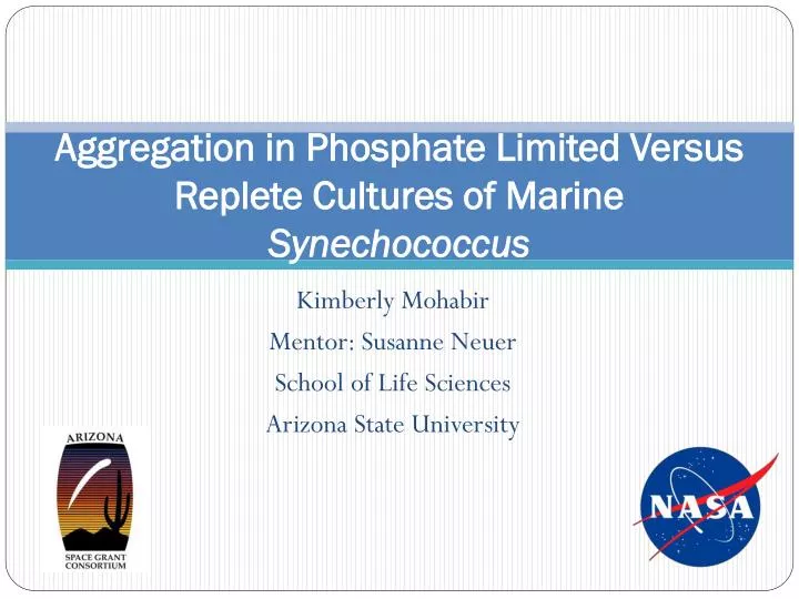 aggregation in phosphate limited versus replete cultures of marine synechococcus