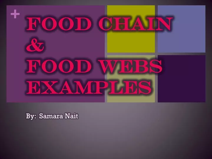 food chain food webs examples
