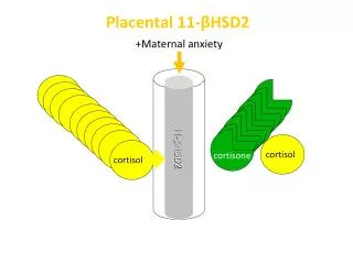 Placental 11-?HSD2
