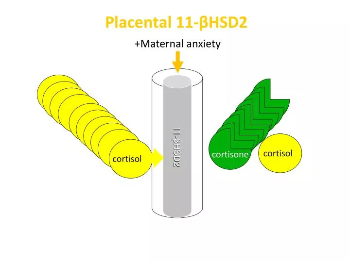 placental 11 hsd2