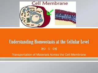 Understanding Homeostasis at the Cellular Level