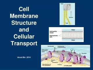 Cell Membrane Structure and Cellular Transport