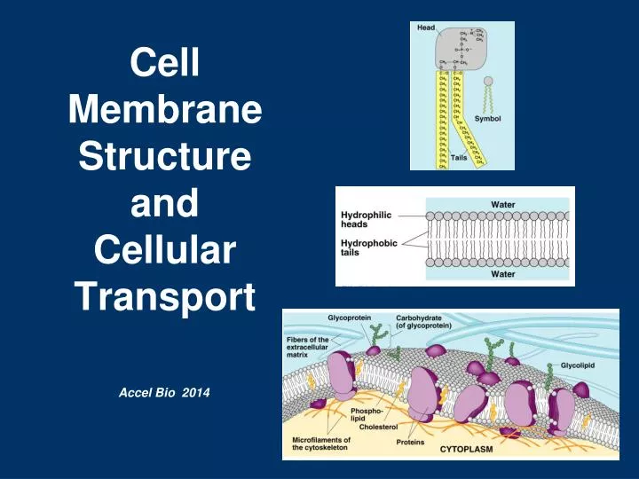 cell membrane structure and cellular transport