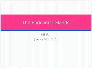 the endocrine glands