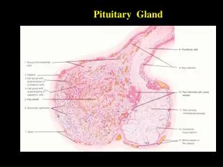 pituitary gland