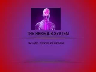 The Nervous System