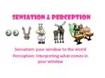 Understanding Sensation and Perception: How We Experience the World - slide 1