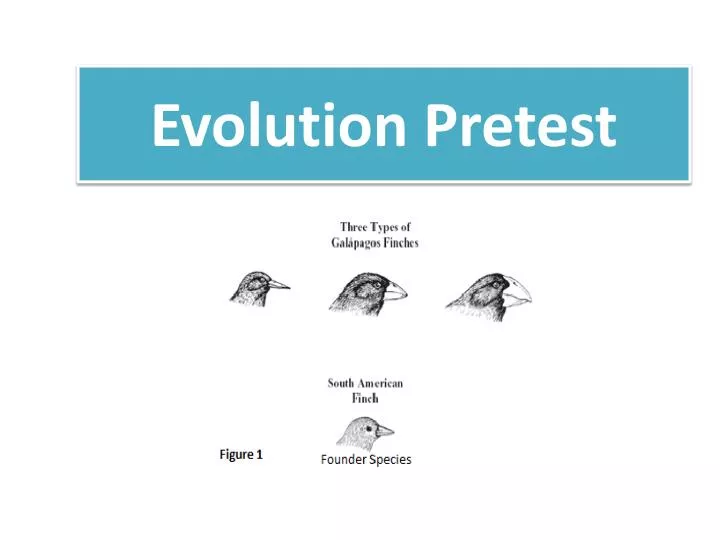 evolution pretest