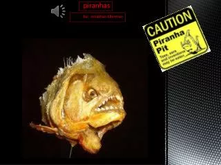 piranhas