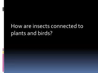 How are insects connected to plants and birds?