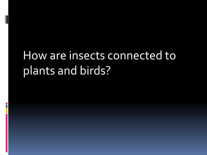 how are insects connected to plants and birds