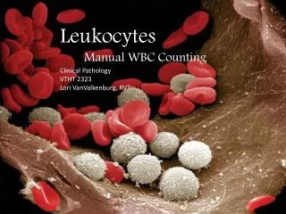 Leukocytes Manual WBC Counting Clinical Pathology VTHT 2323 Lori VanValkenburg , RVT