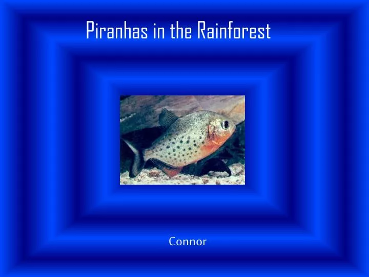 piranhas in the rainforest