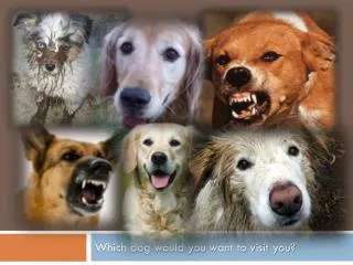 Which dog would you want to visit you?