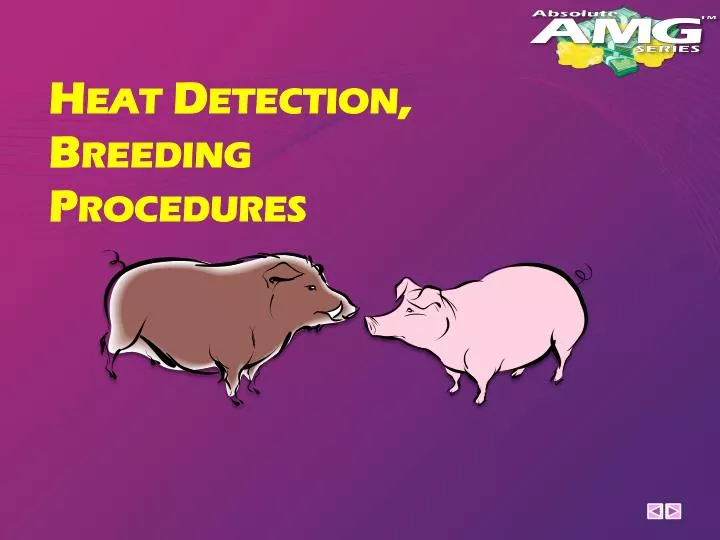 heat detection breeding procedures