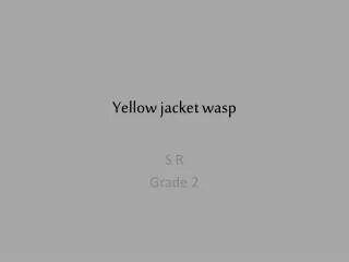 Yellow jacket wasp