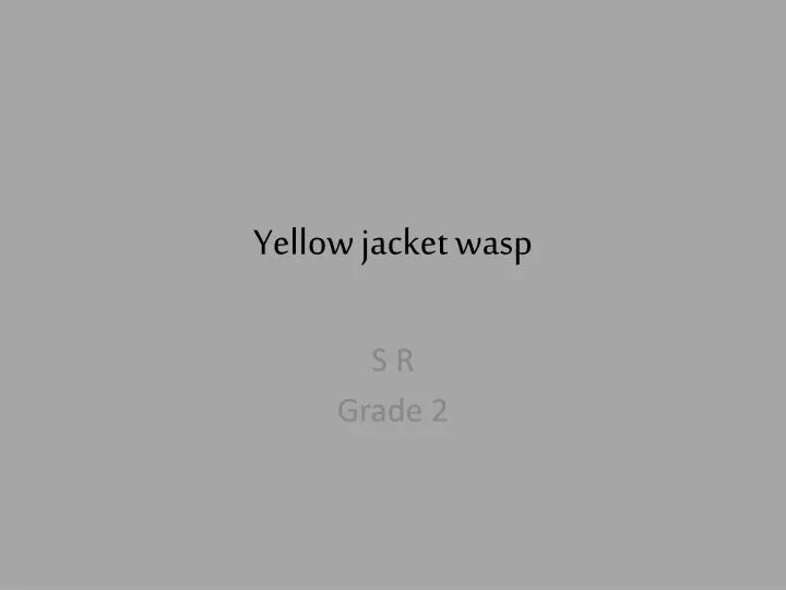 yellow jacket wasp