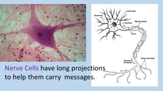 Nerve Cells have long projections to help them carry messages.