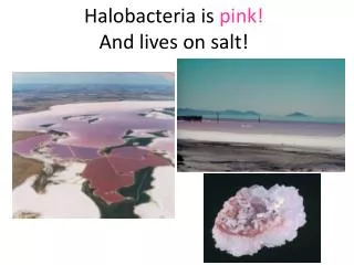 Halobacteria is pink! And lives on salt!