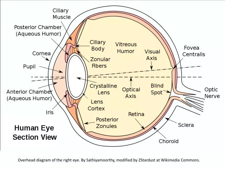 diagram of human eye