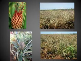 Pineapple Growth Cycle