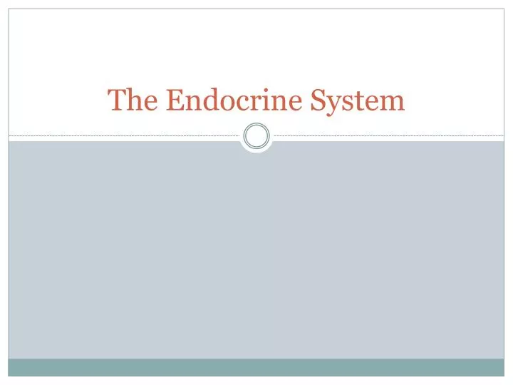 the endocrine system