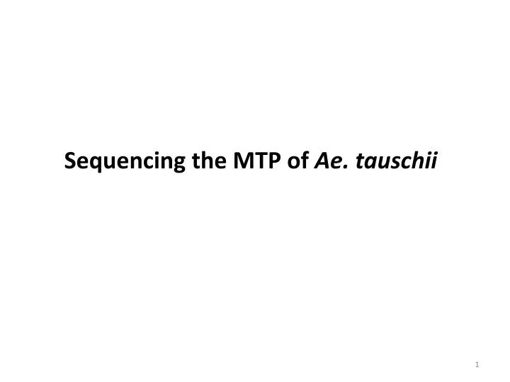 sequencing the mtp of ae tauschii