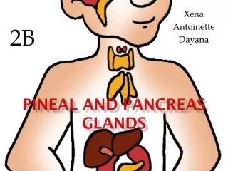 Pineal and Pancreas Glands