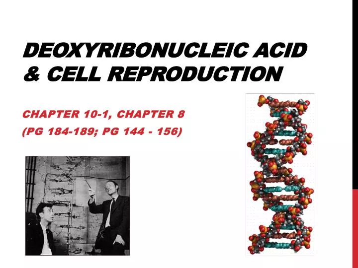 deoxyribonucleic acid cell reproduction