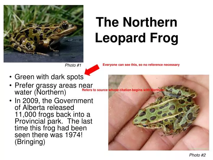 the northern leopard frog