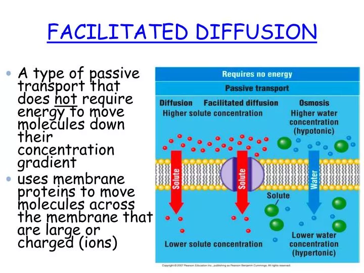 facilitated diffusion