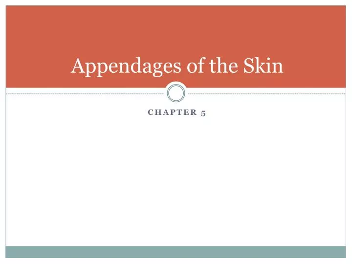 appendages of the skin