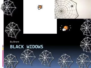 Black widows