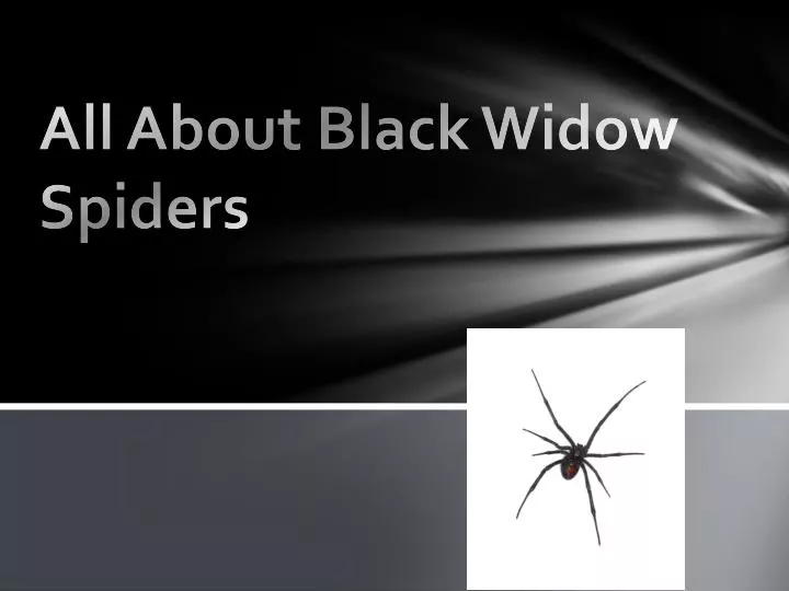 all about black widow spiders