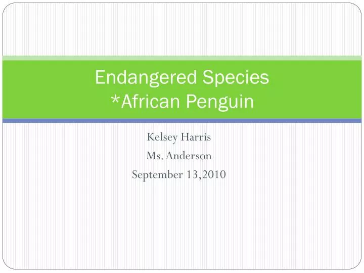 endangered species african penguin