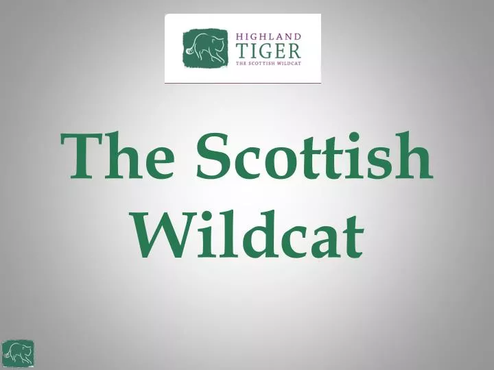 the scottish wildcat