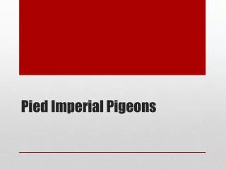 pied imperial pigeons