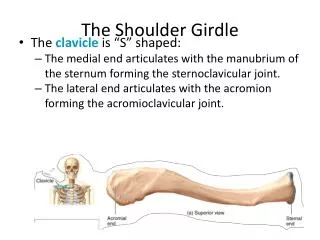 the shoulder girdle