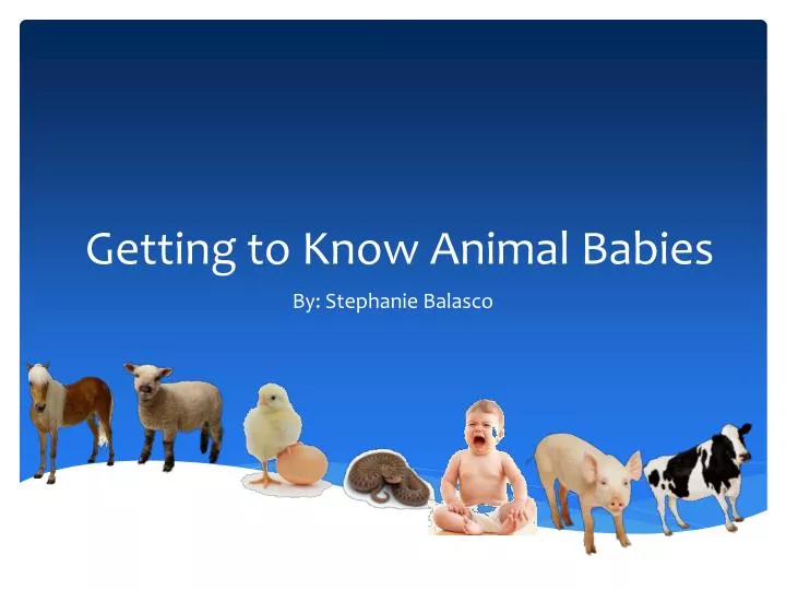 getting to know animal babies