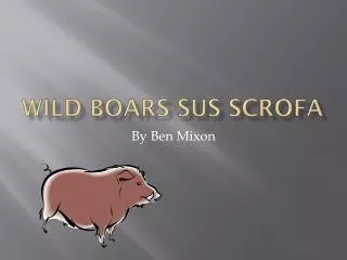 Wild boars sus scrofa