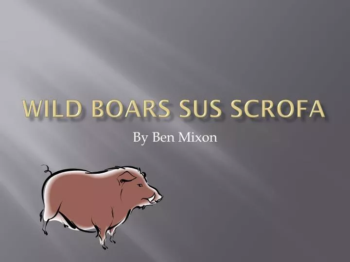 wild boars sus scrofa