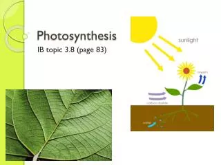 Photosynthesis