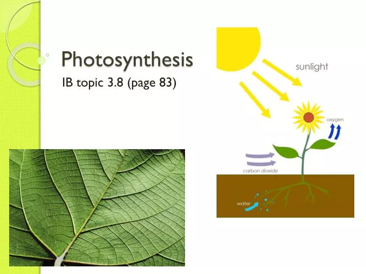 photosynthesis