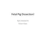 Fetal Pig Dissection! - slide 1