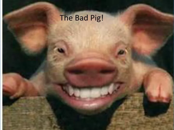 the bad pig