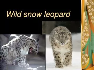 Wild snow leopard