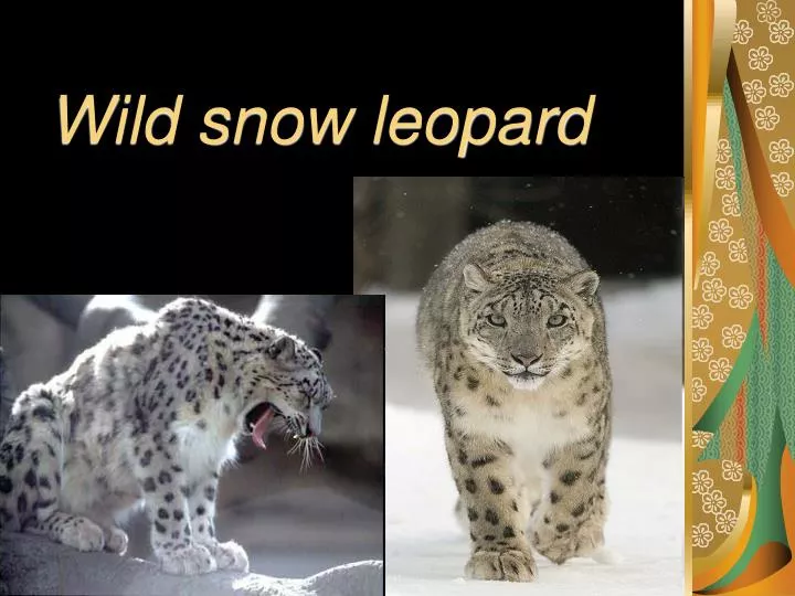 wild snow leopard